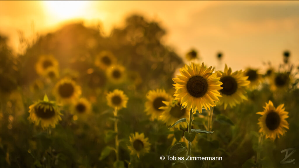 Sommerschließzeit