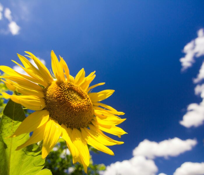 Sonnenblume Sommer (c)Tim Cooper Unsplash