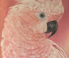 Simona Stangalini - Papaghena Cacatua
