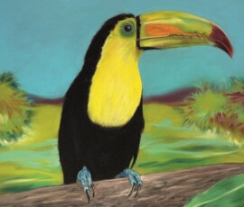 Simona Stangalini - Tucan Toco